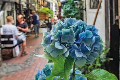 Krusehof_07_Blaue-Hortensie