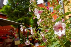 Roter_Hof_Stockrosen