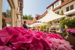 Sonnenhof-02-rosa-Hortensien