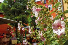 RS-07-Roter-Hof-Stockrosen